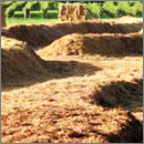 Maissilage