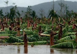 Umgeknickte Bananen-Plantagen Umgeknickte Bananen-Plantagen